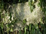 image of grave number 972931